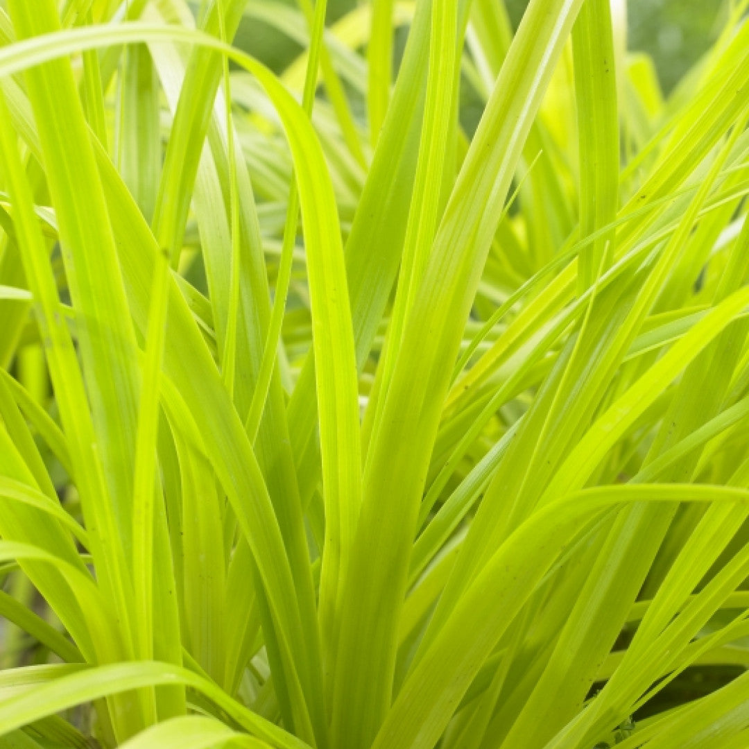 Zegge (Carex oshimensis) 'Everillo'