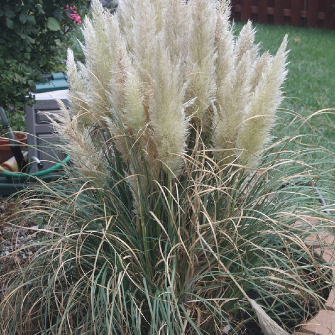 Pampasgras (Cortaderia selloana) 'Pumila'