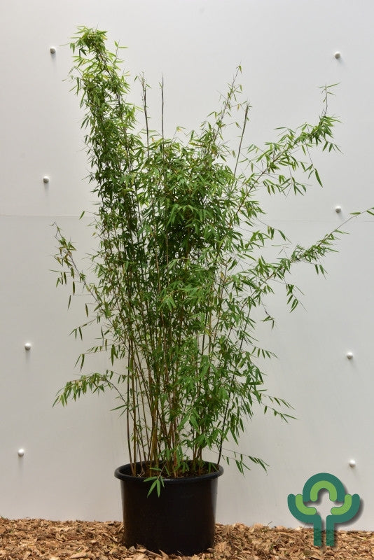 Bamboe (Fargesia) 'Jiuzhaigou 1'