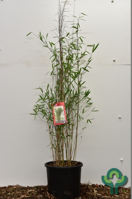 Bamboe (Fargesia nitida) 'Black Pearl'