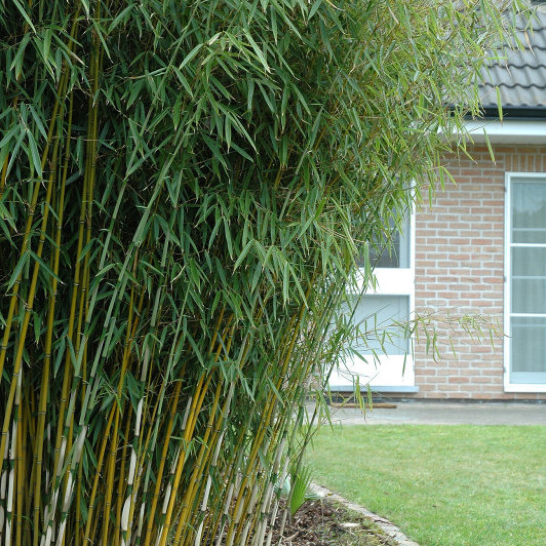 Bamboe (Fargesia robusta) 'Campbell'