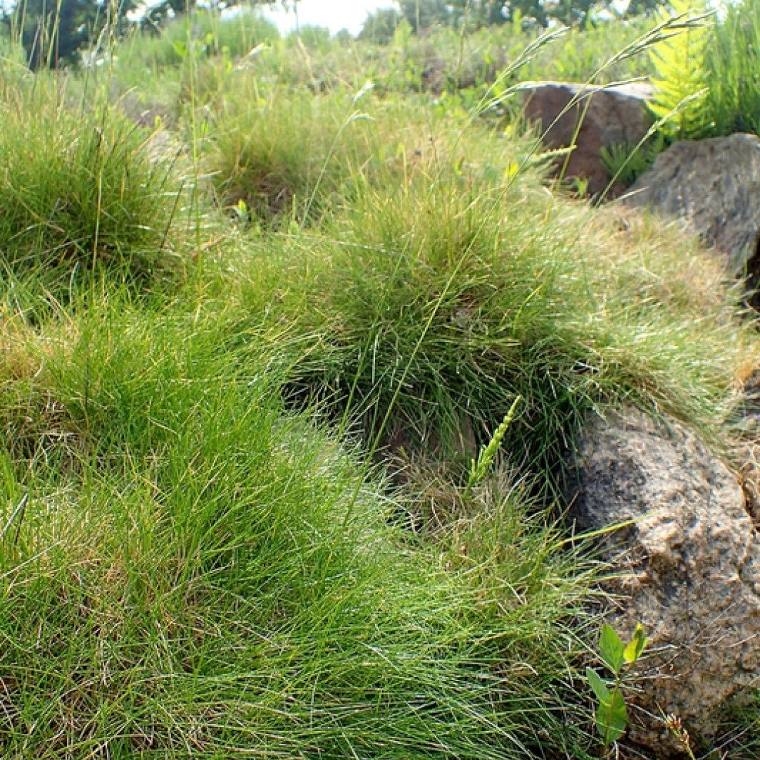 Berengras (Festuca gautieri)