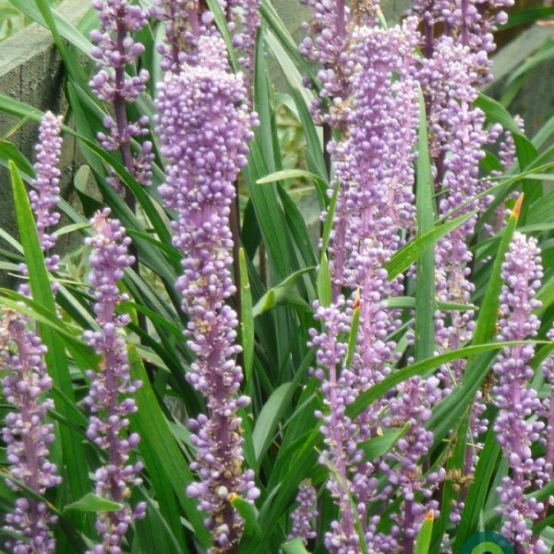 Leliegras (Liriope muscari) 'Ingwersen'