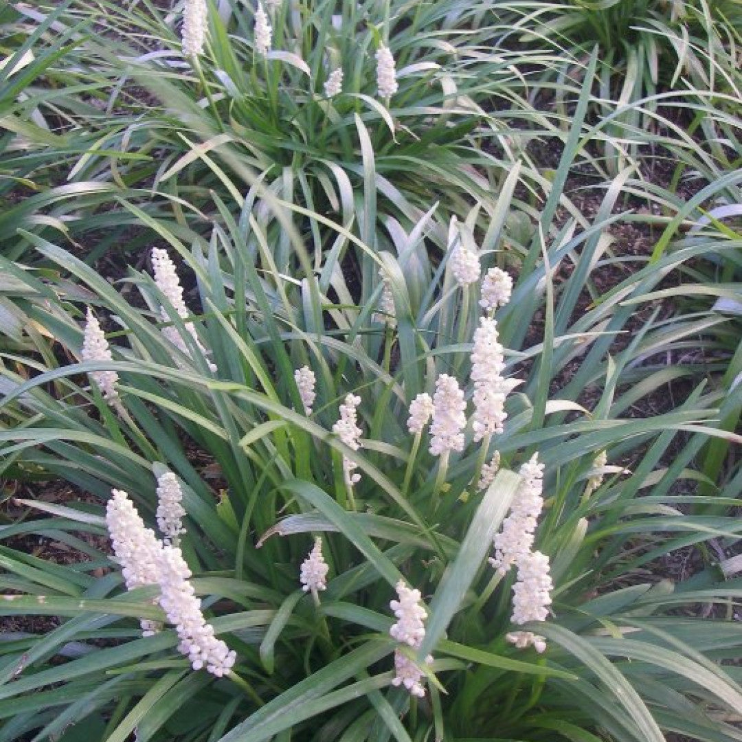 Leliegras (Liriope muscari) 'Monroe White'