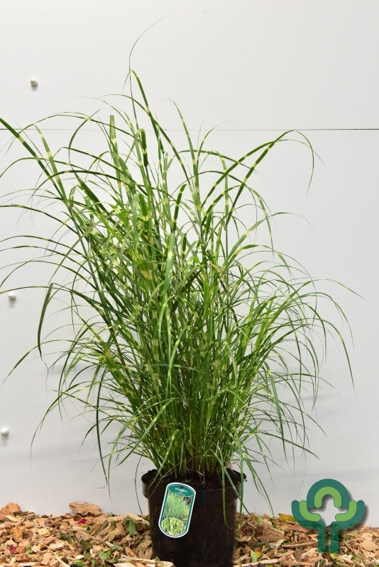 Prachtgras (Miscanthus sinensis) 'Strictus Dwarf'
