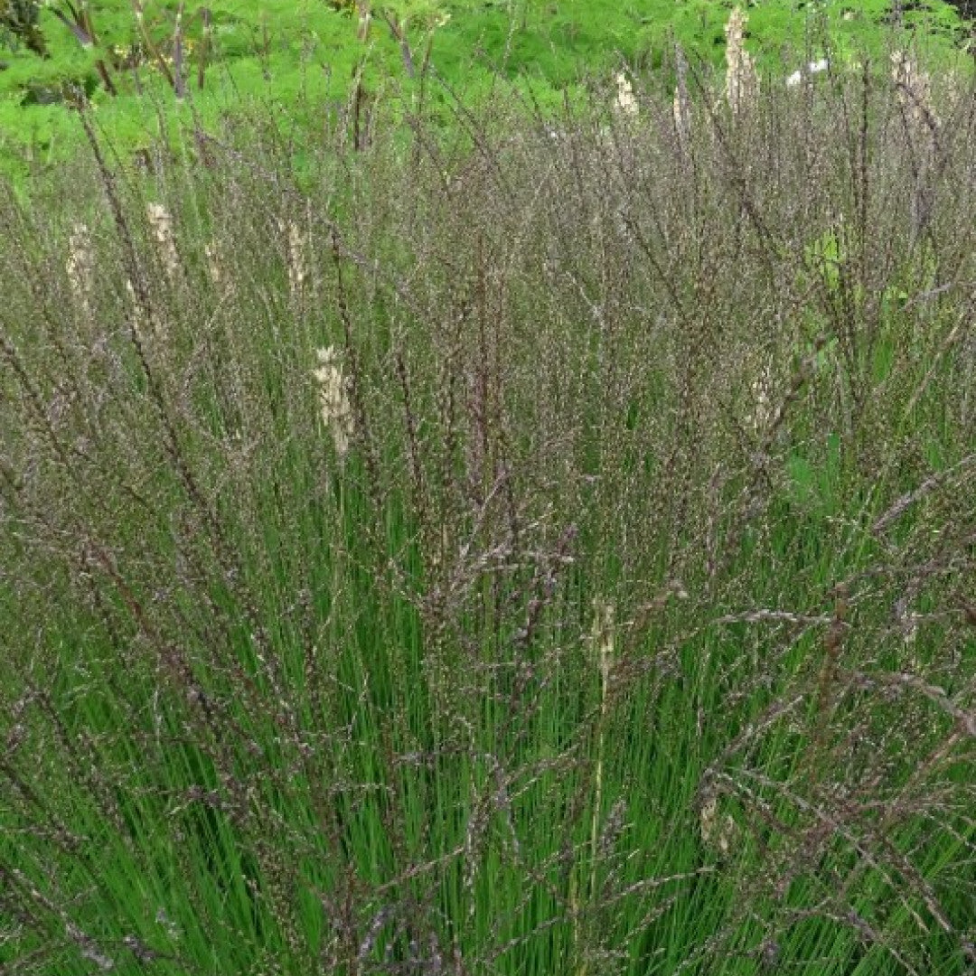 Pijpenstrootje (Molinia caerulea) 'Edith Dudszus'