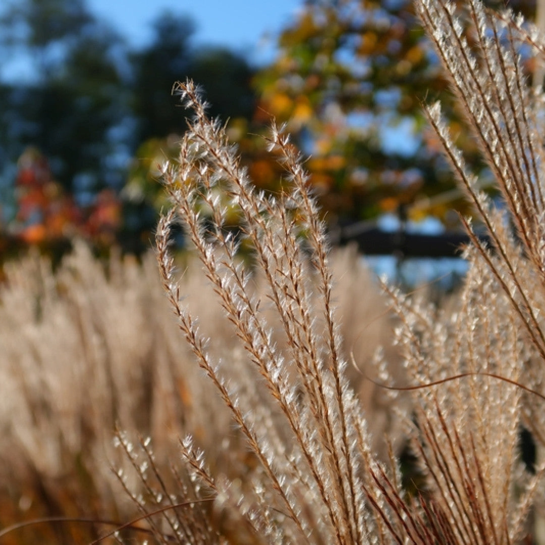 Prachtgras (Miscanthus sinensis) 'Gracillimus'