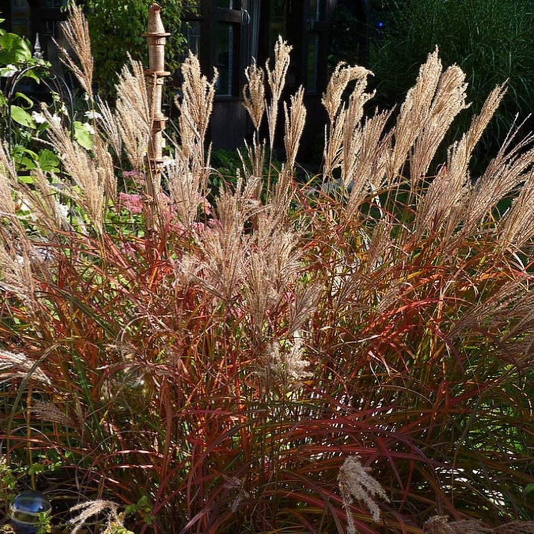 Prachtgras (Miscanthus sinensis) 'Ferner Osten'