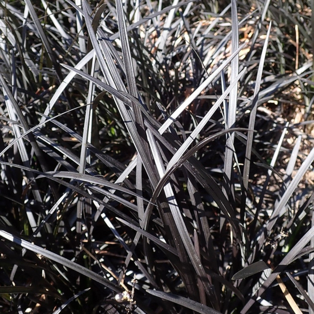 Slangenbaard (Ophiopogon planiscapus) 'Niger'
