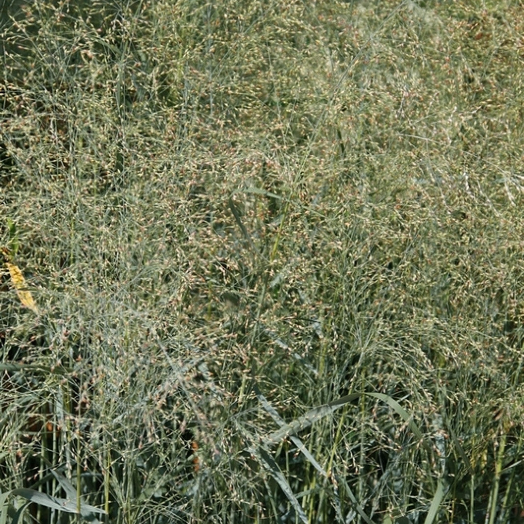 Vingergras (Panicum virgatum) 'Prairie Sky'