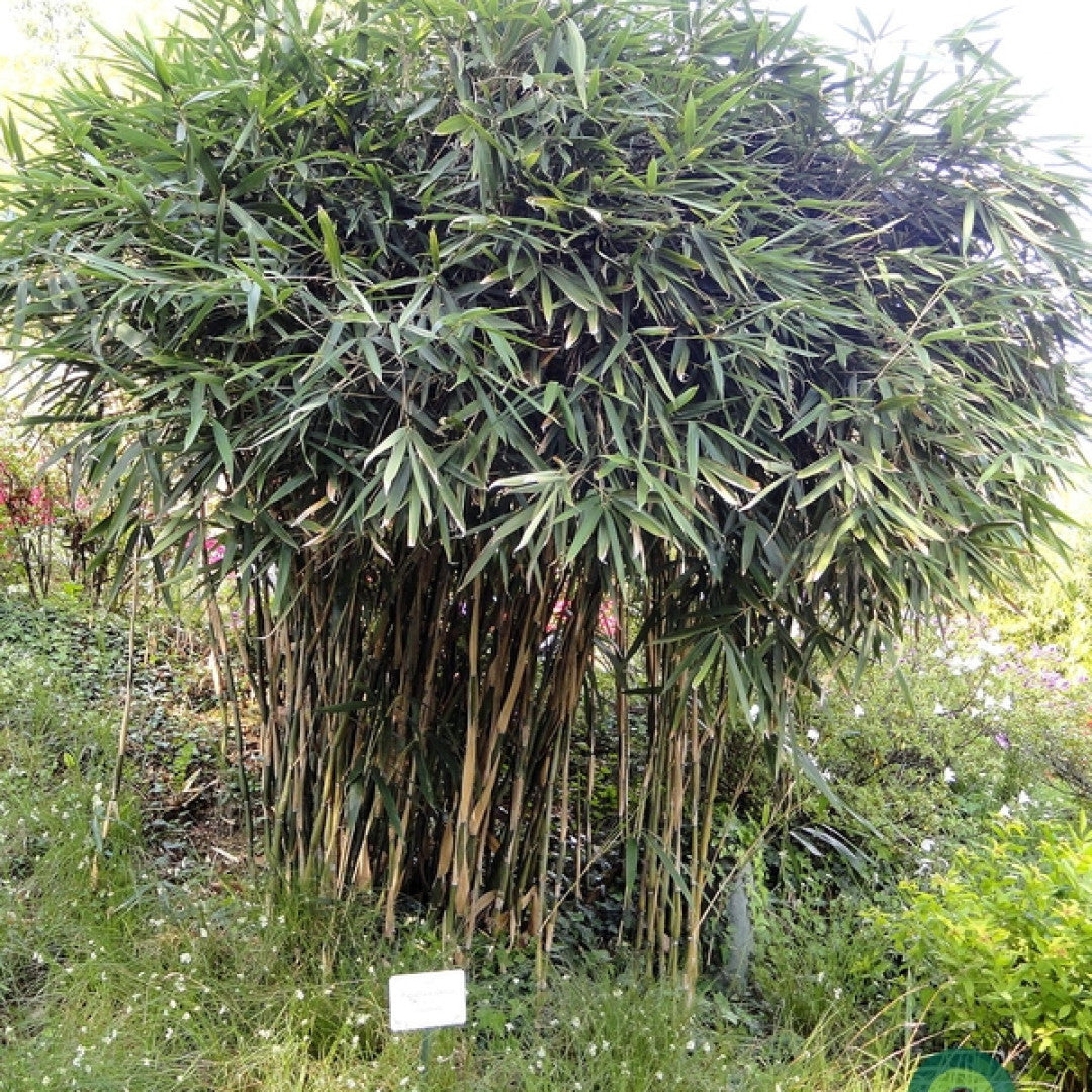 Pijlbamboe (Pseudosasa japonica)