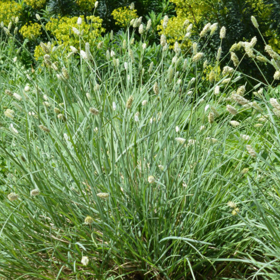 Blauwgras (Sesleria nitida)
