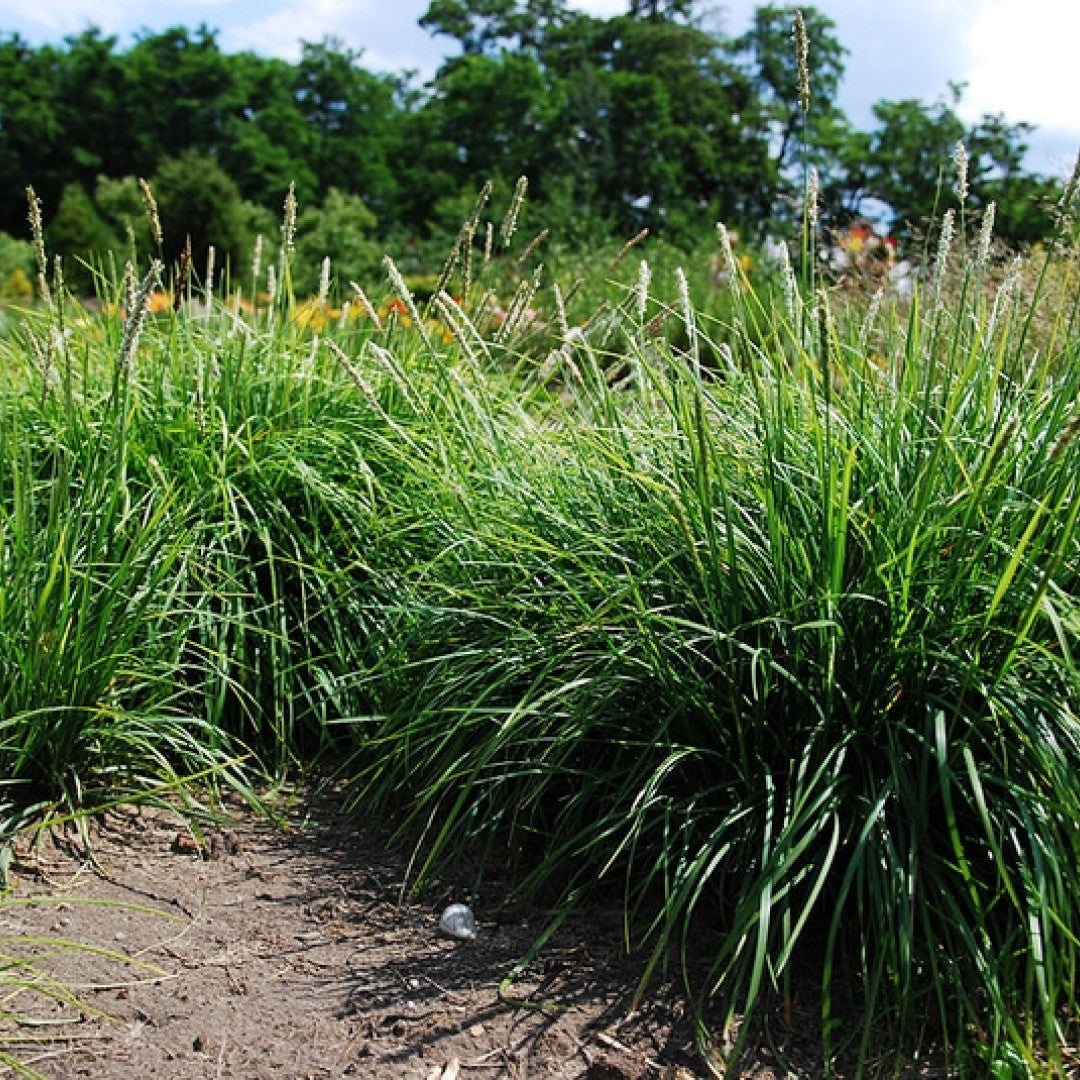 Blauwgras (Sesleria autumnalis)