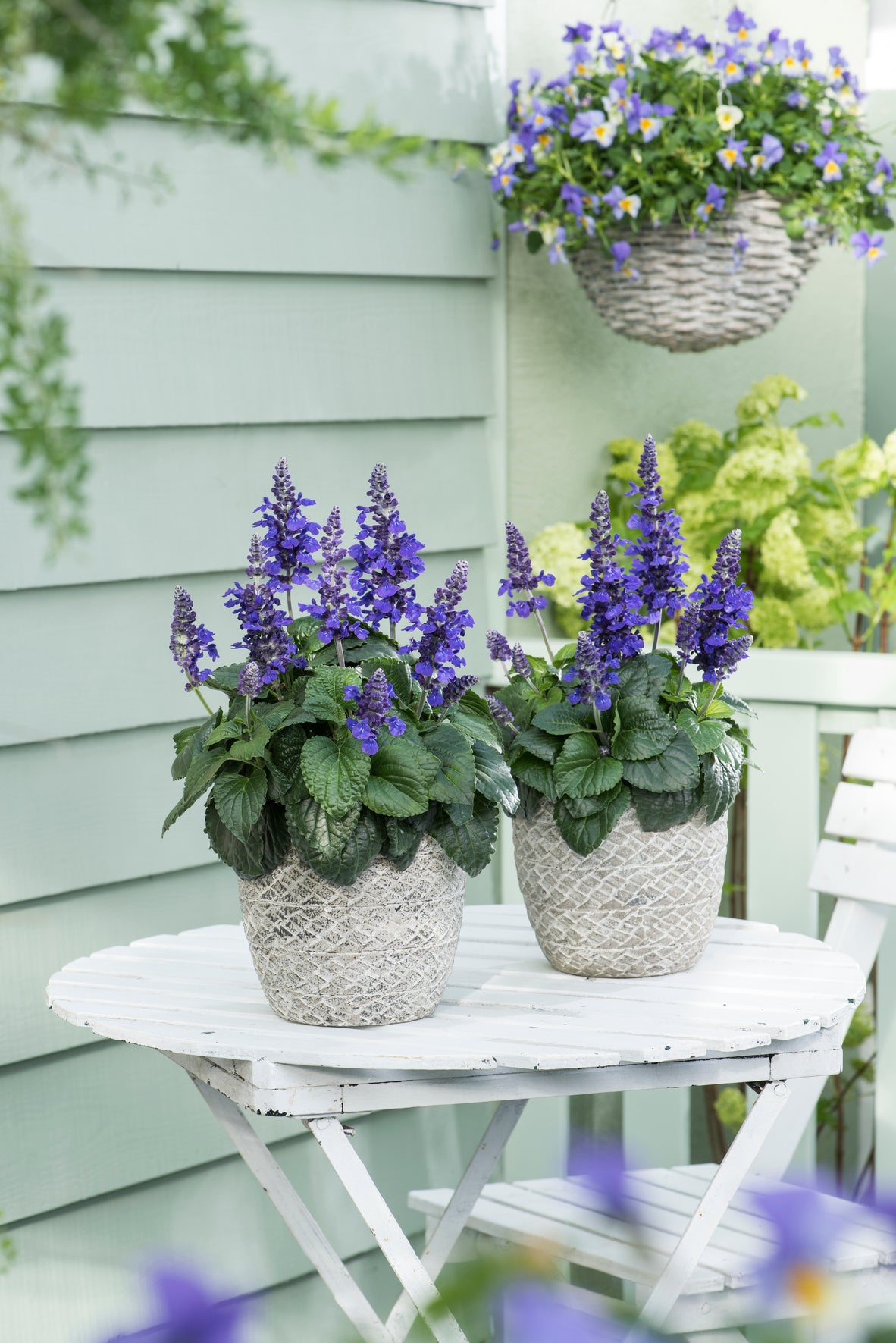 Salvia Mysty