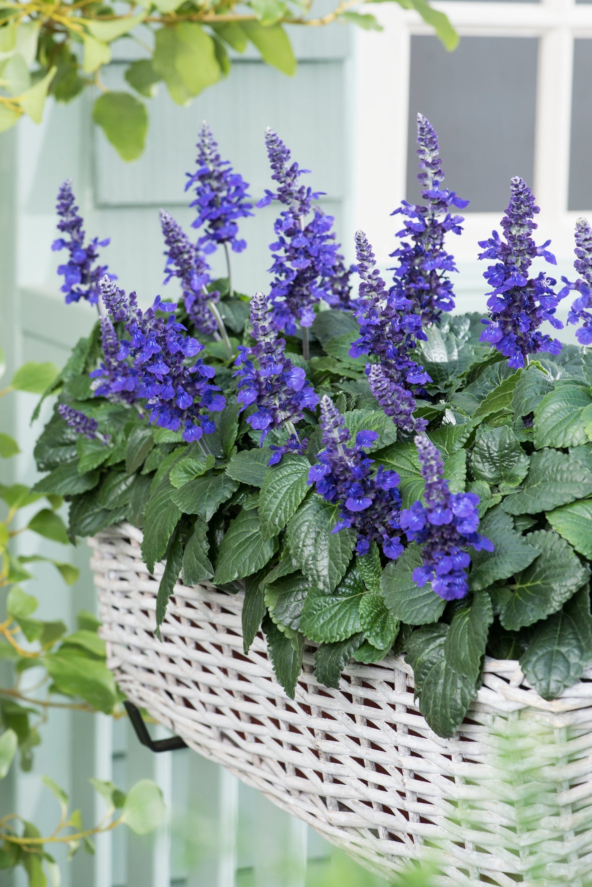 Salvia Mysty