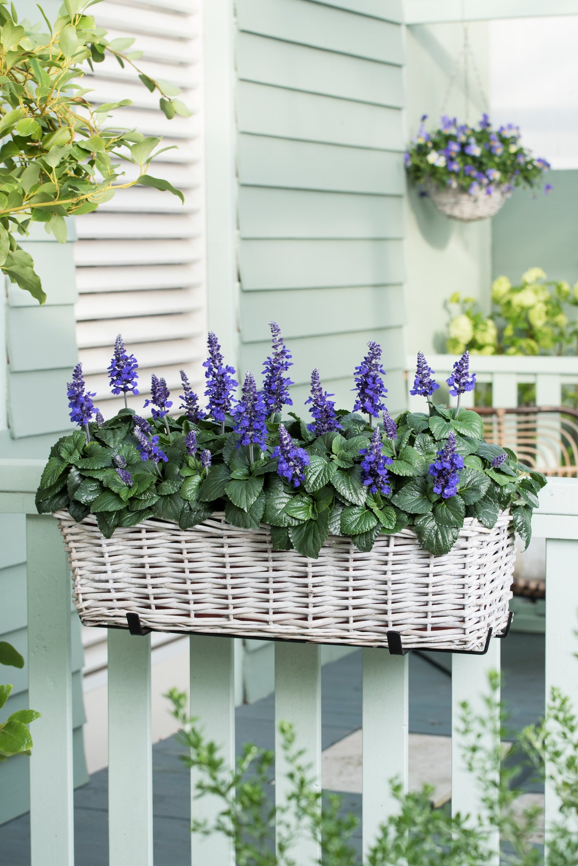 Salvia Mysty