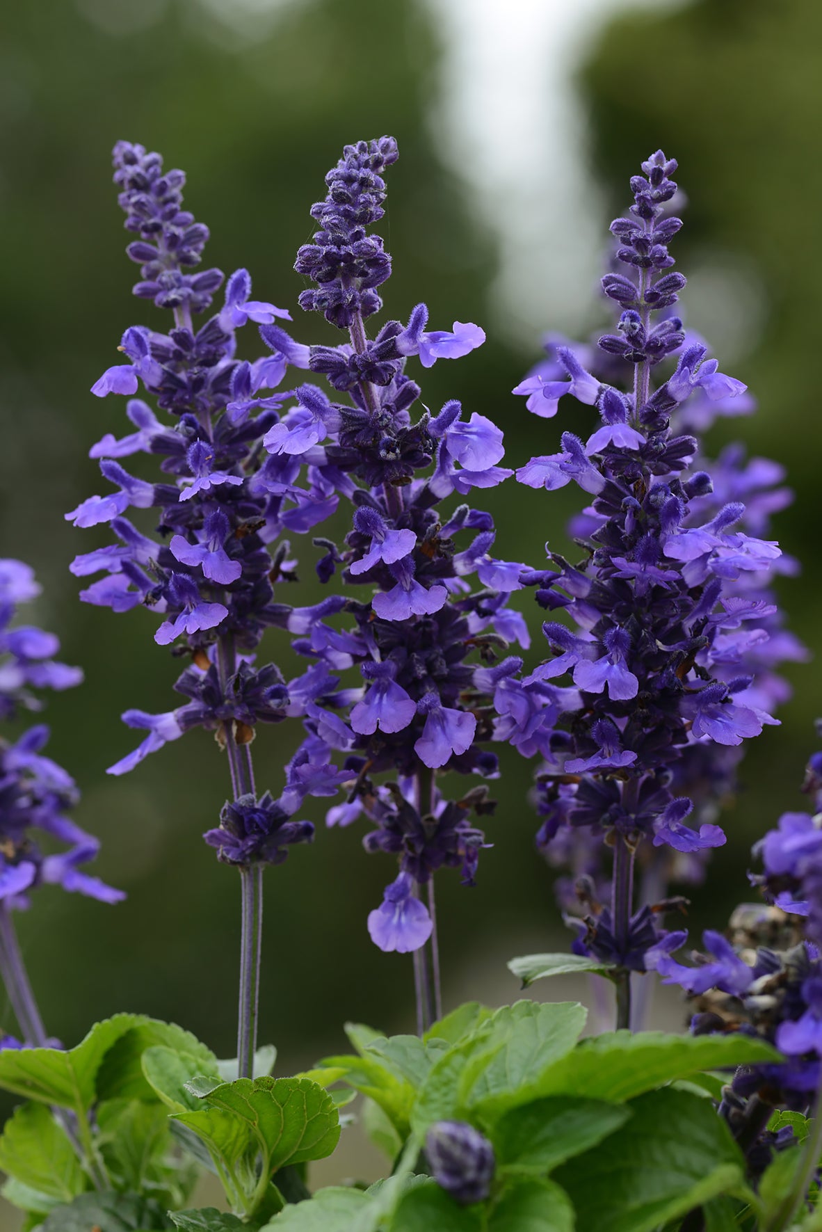 Salvia Mysty