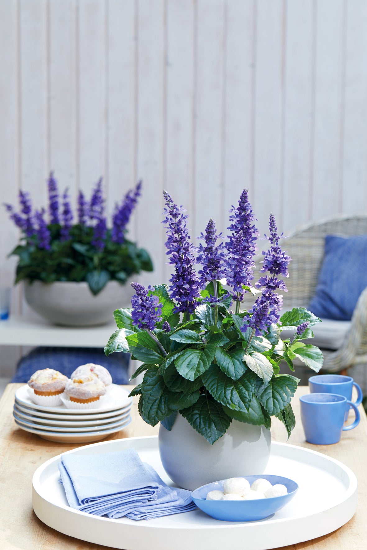 Salvia Mysty