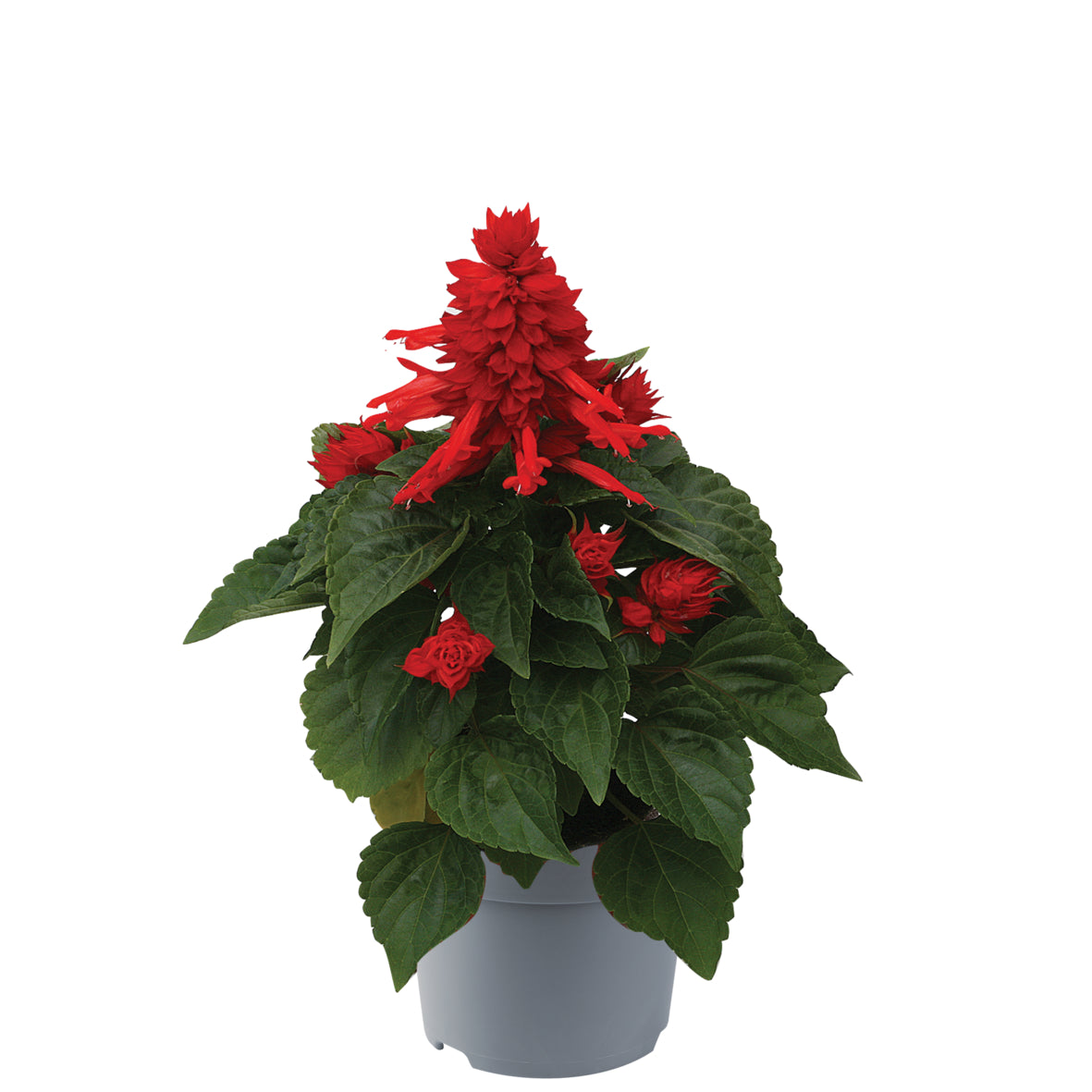Salvia