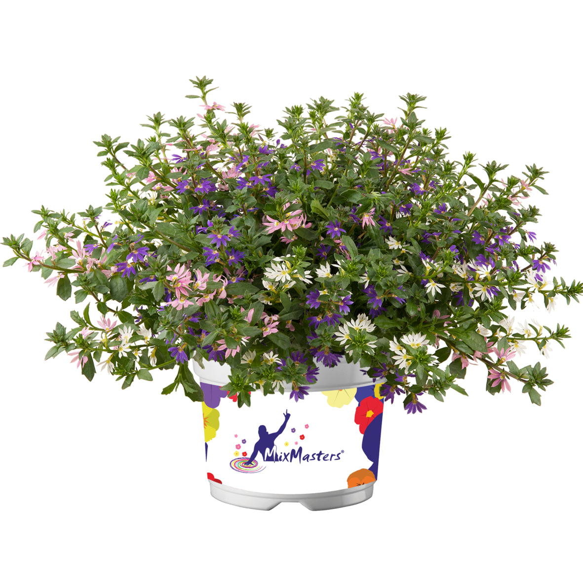 Scaevola Mix Master
