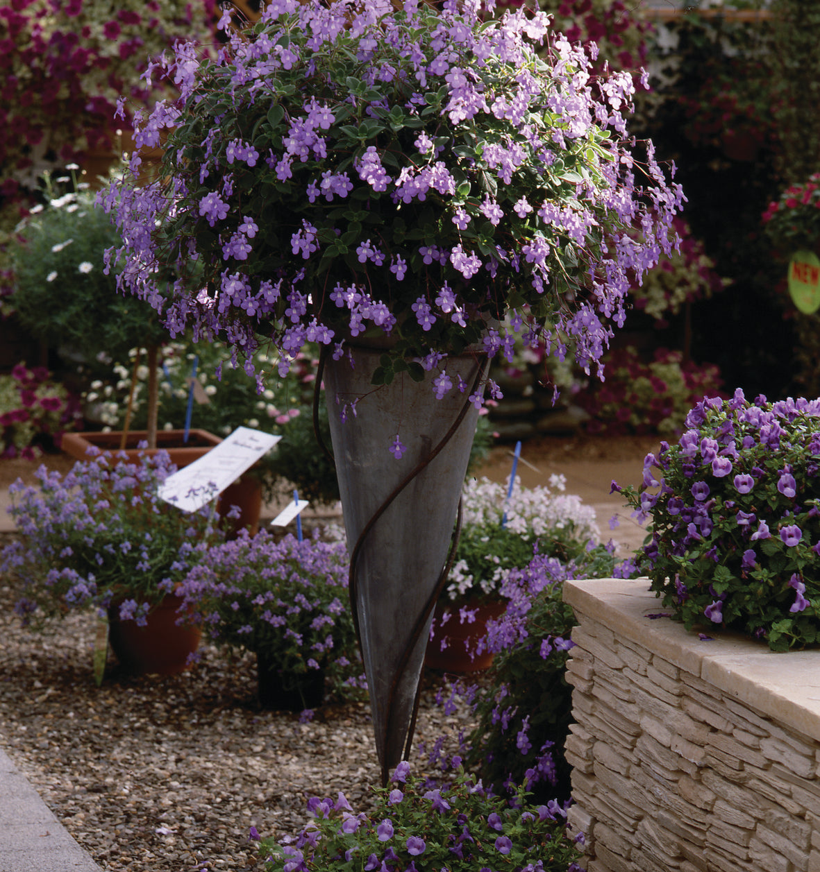 Streptocarpus