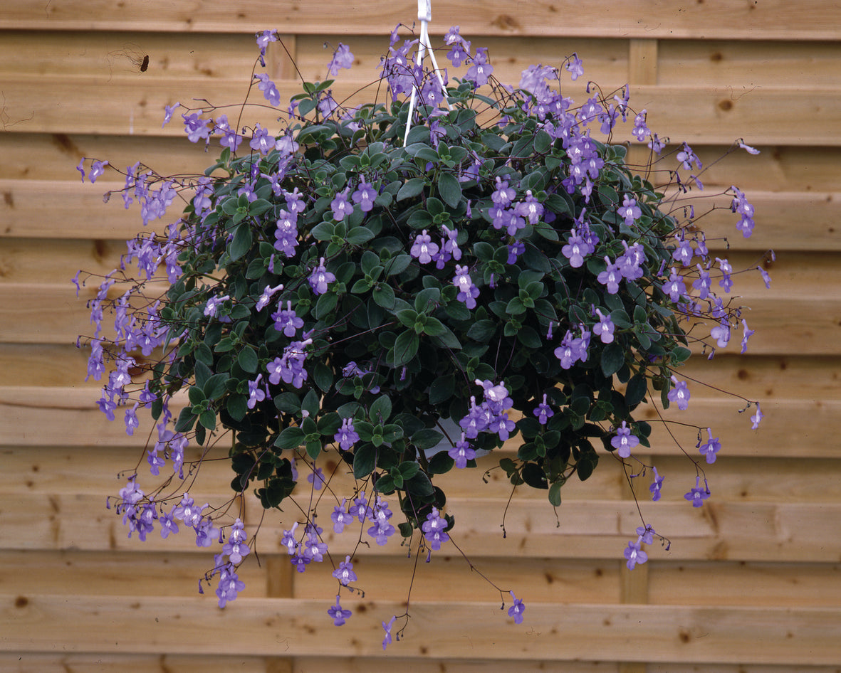 Streptocarpus