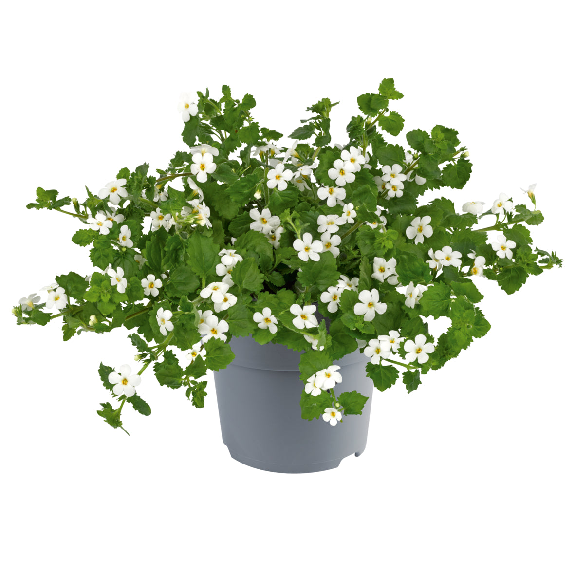 Bacopa
