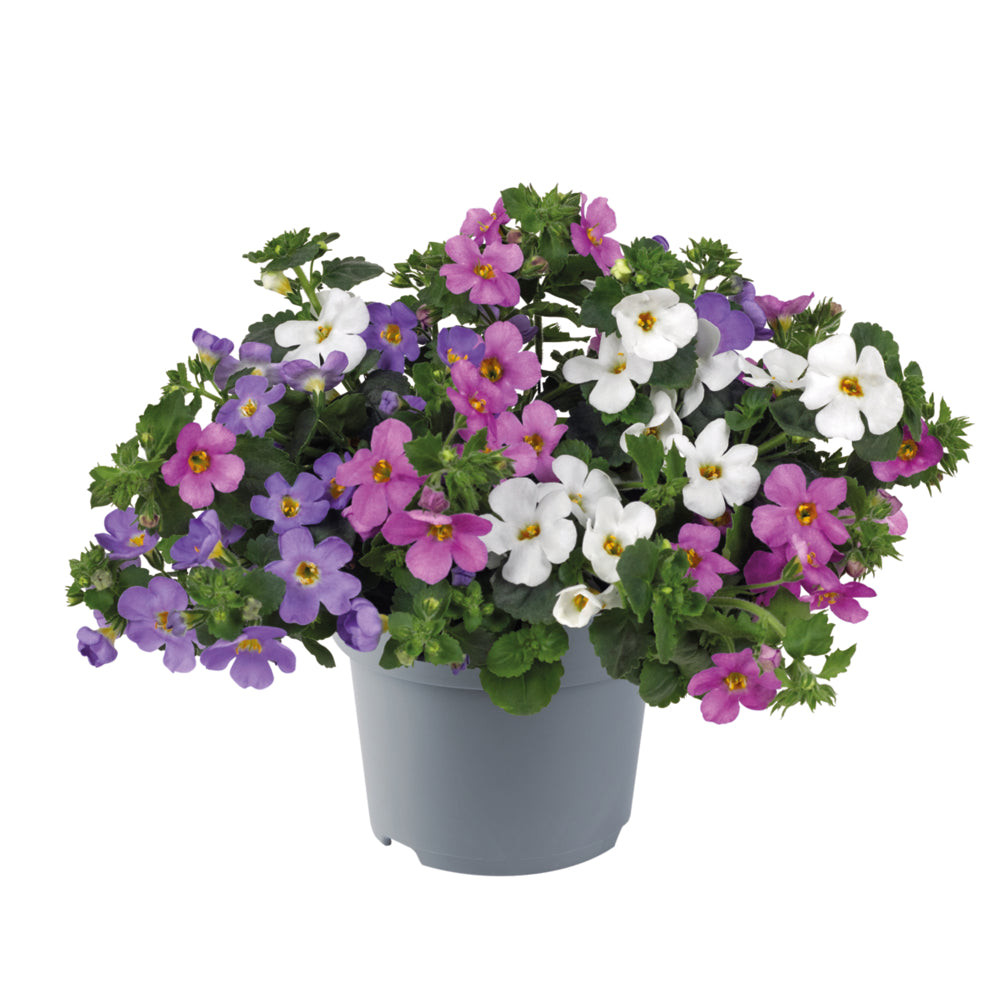 Bacopa MixMaster