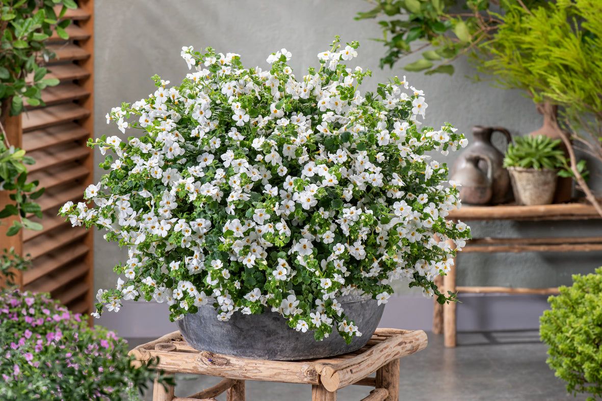Bacopa