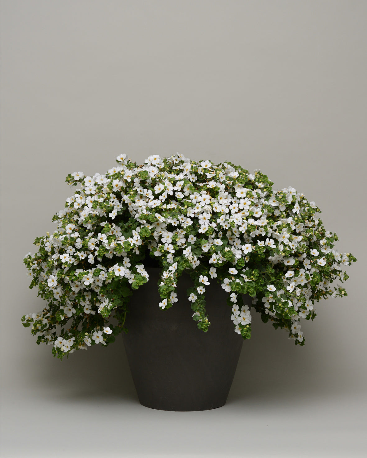 Bacopa