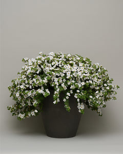 Bacopa (Sutera)