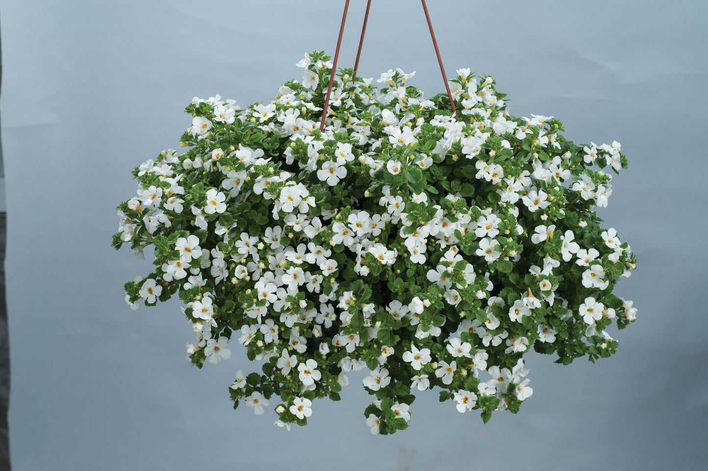 Bacopa