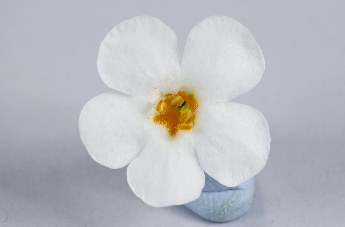 Bacopa