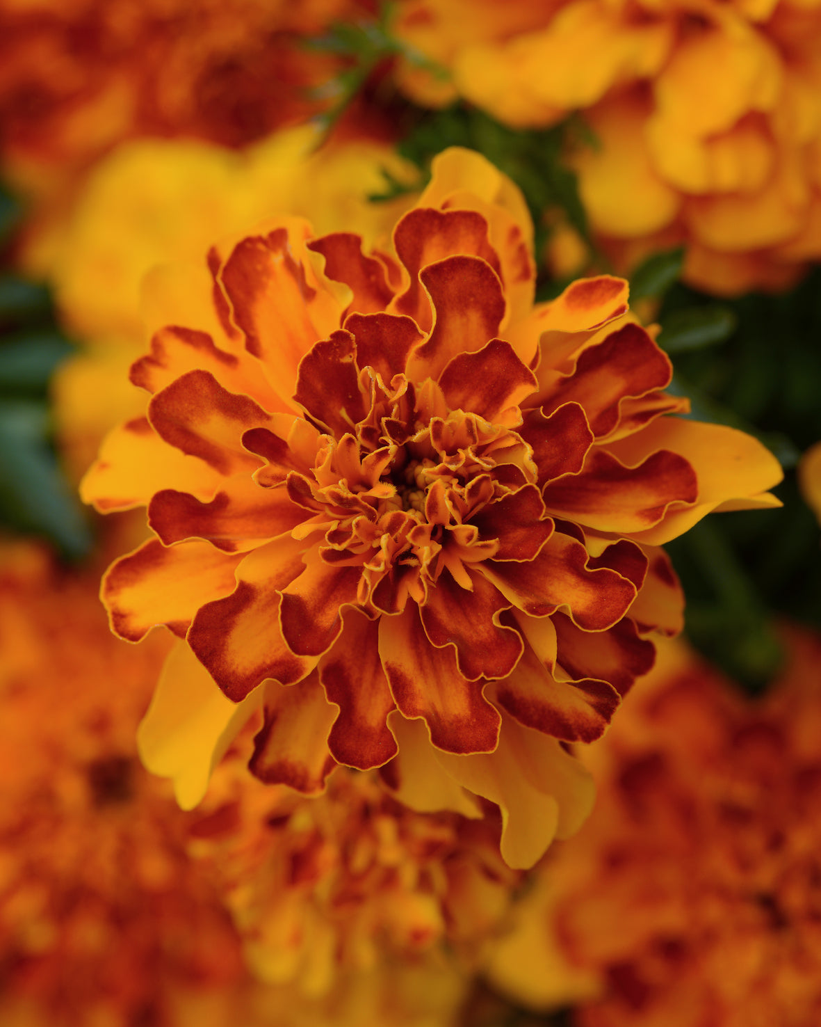 Tagetes Erecta (Tagetes)