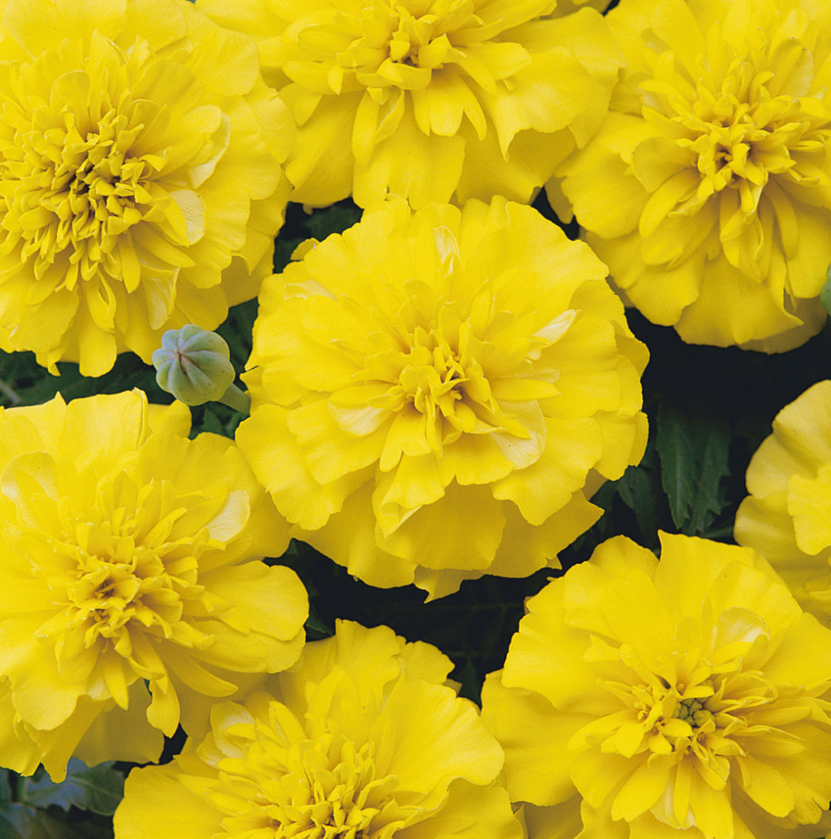 Tagetes Erecta (Tagetes)