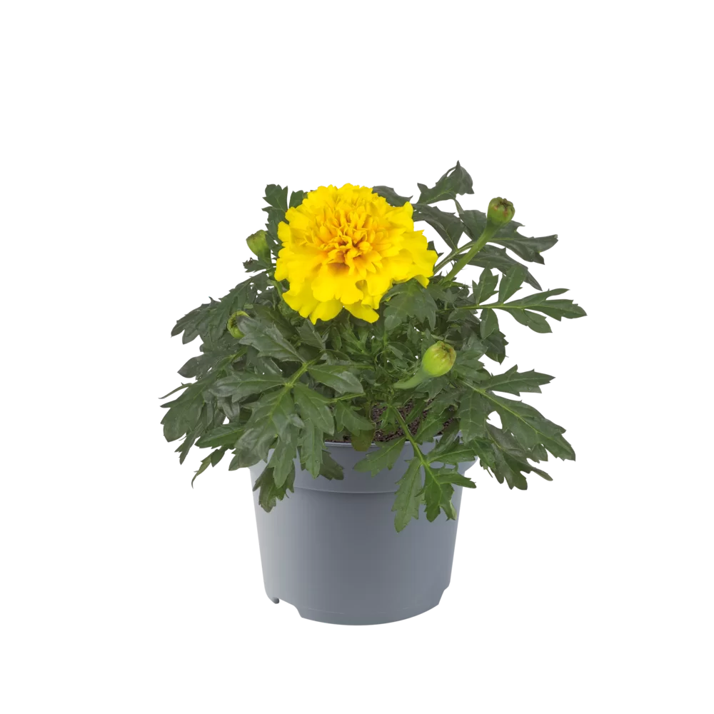 Tagetes (afrikaantje)