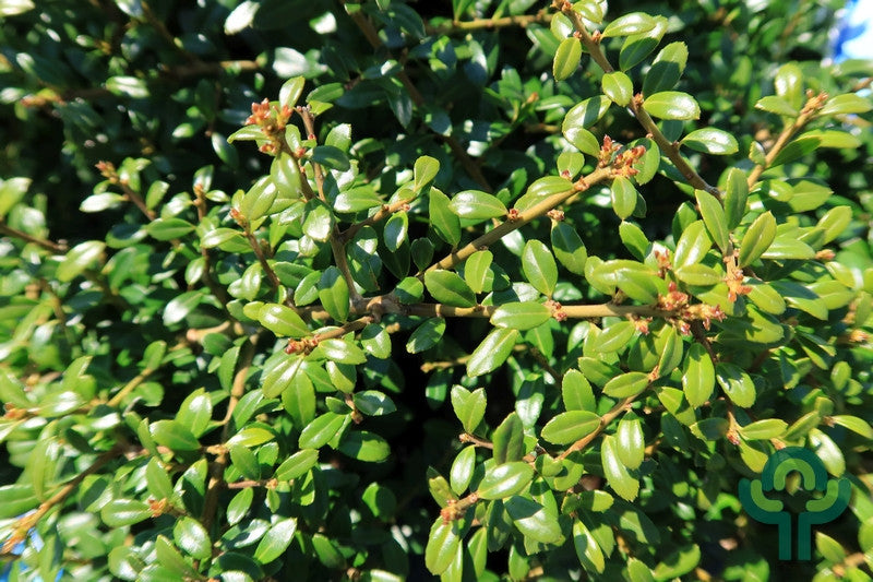 Ilex crenata 'Stokes'