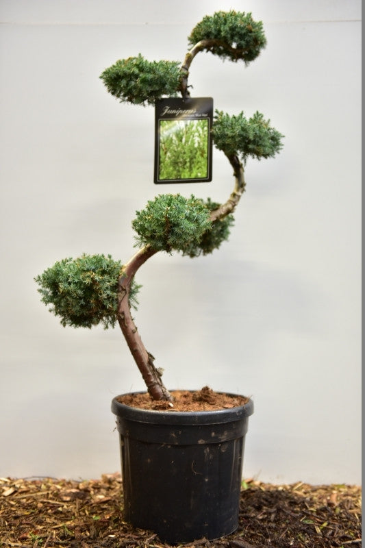 Jeneverbes (Juniperus chinensis) 'Blue Alps'
