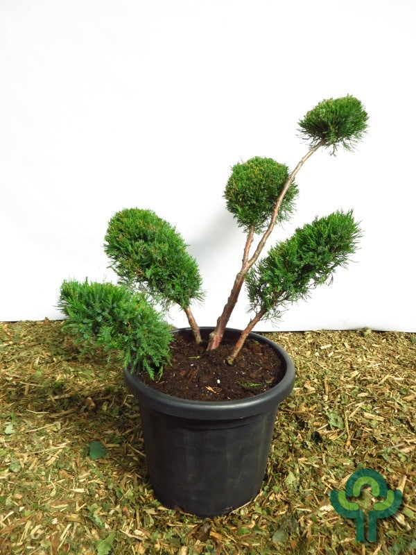 Jeneverbes (Juniperus pfitzeriana) 'Mint Julep'