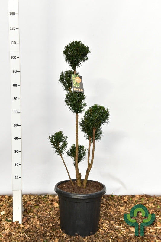 Taxus media 'Hicksii'