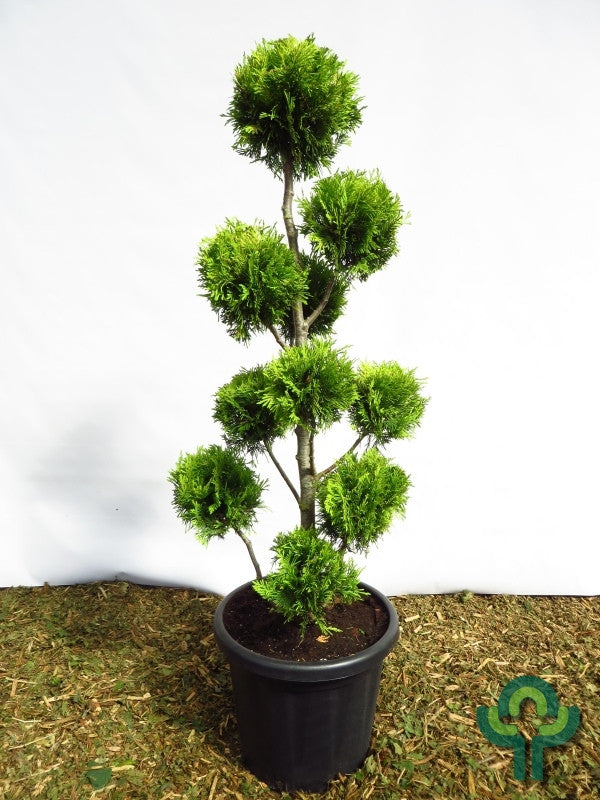 Westerse levensboom (Thuja occidentalis) 'Yellow Ribbon'