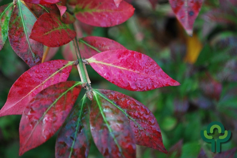 Euonymus alatus