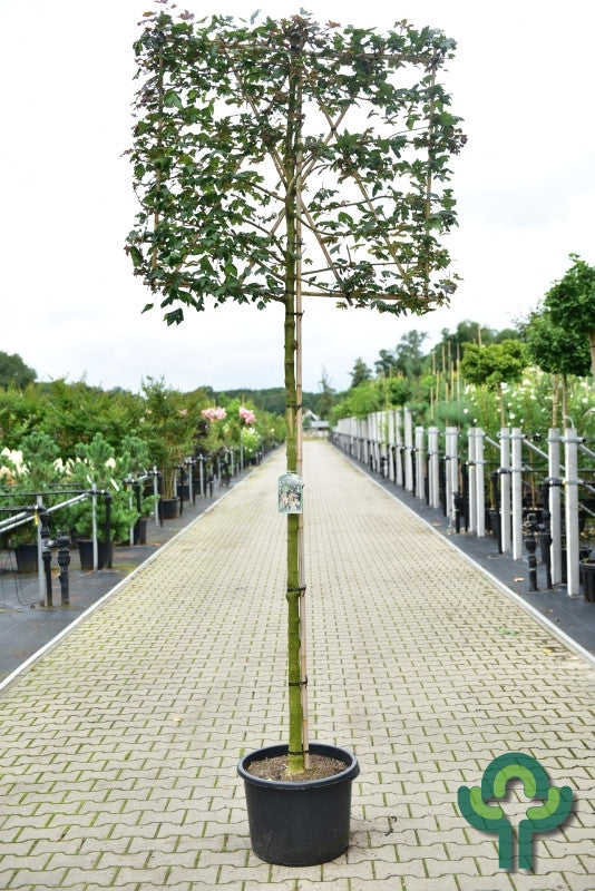 Acer campestre 'Red Shine'