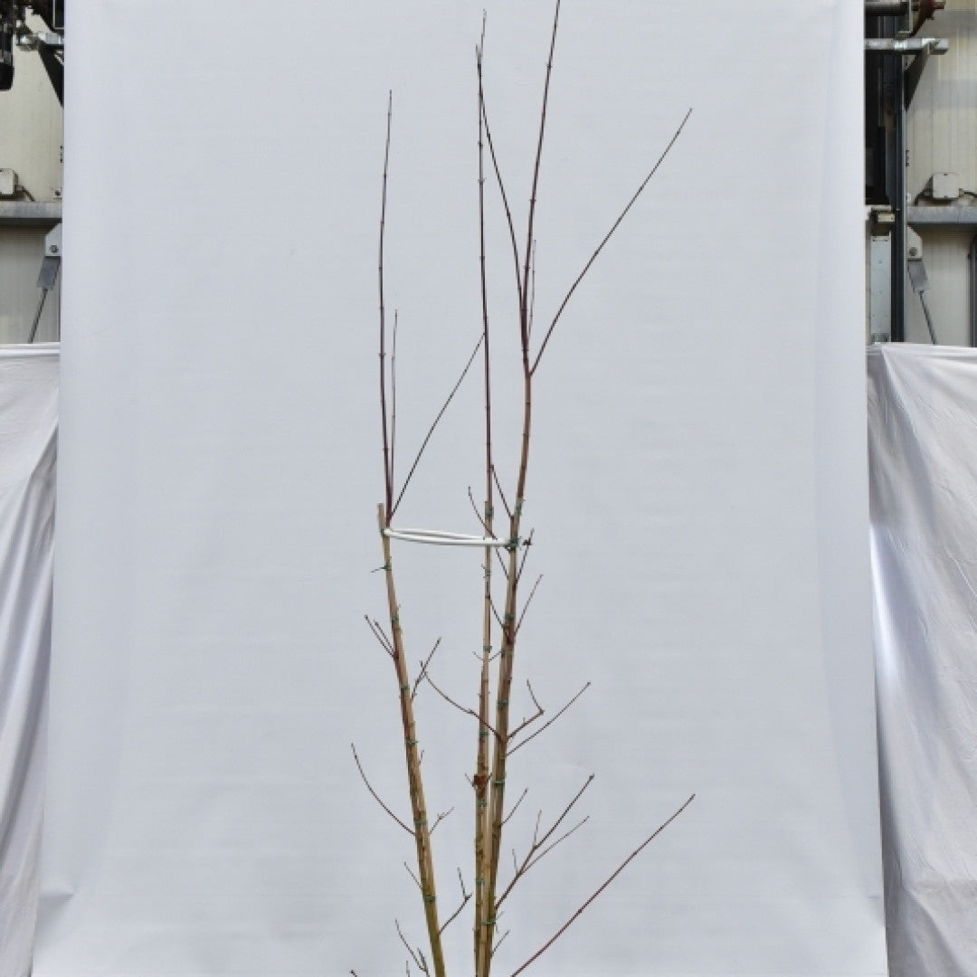 Acer cappadocicum 'Rubrum'