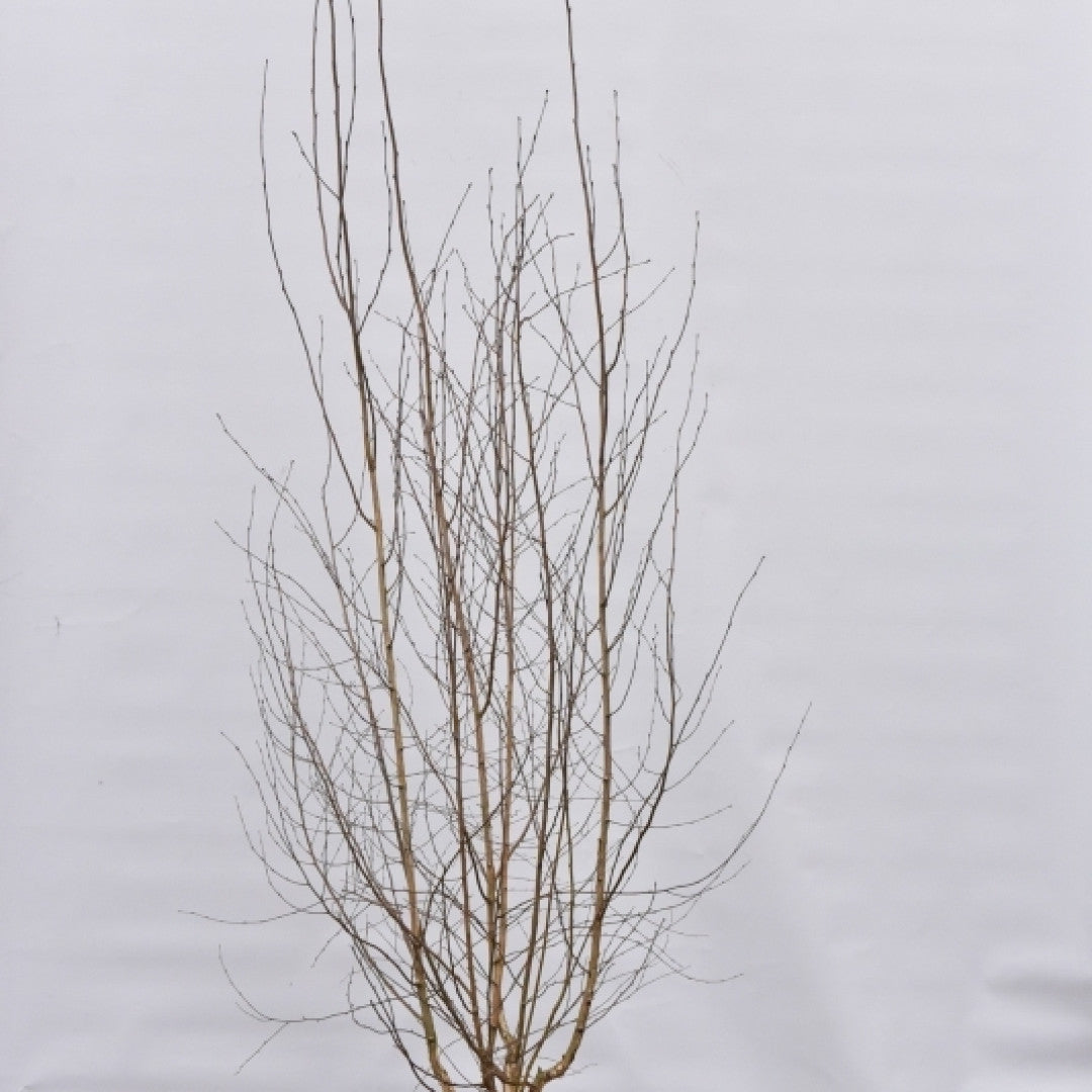 Betula utilis jacquemontii