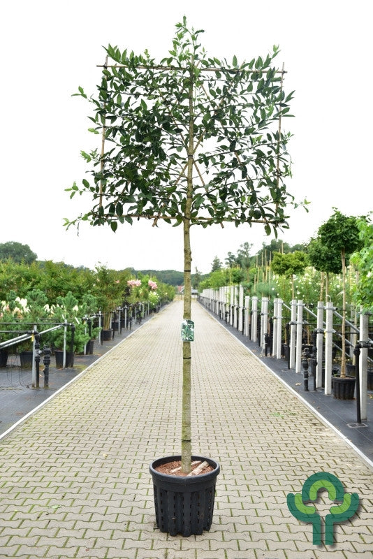 Ilex koehneana 'Chestnut Leaf'