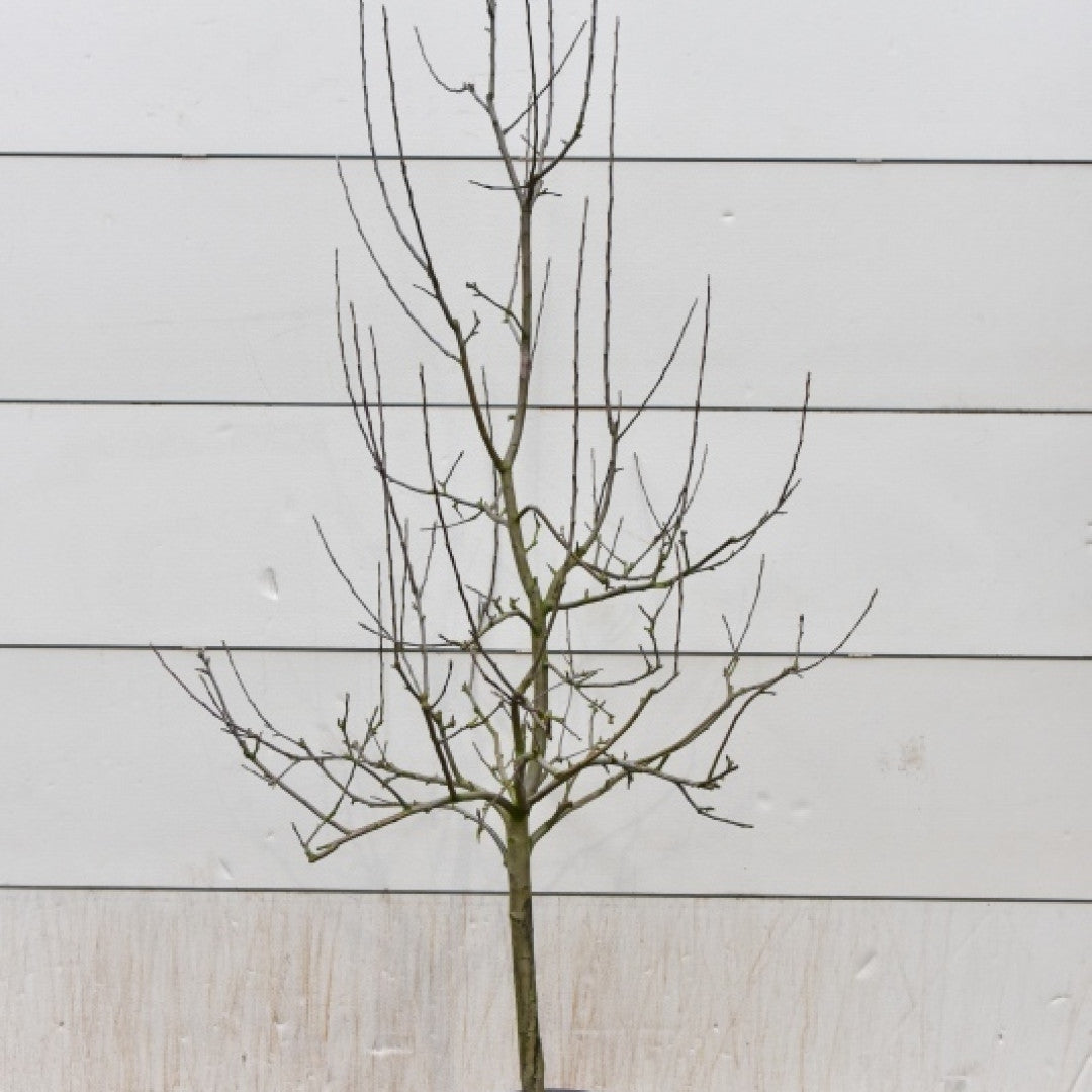 Appel (Malus domestica) 'Sterappel'