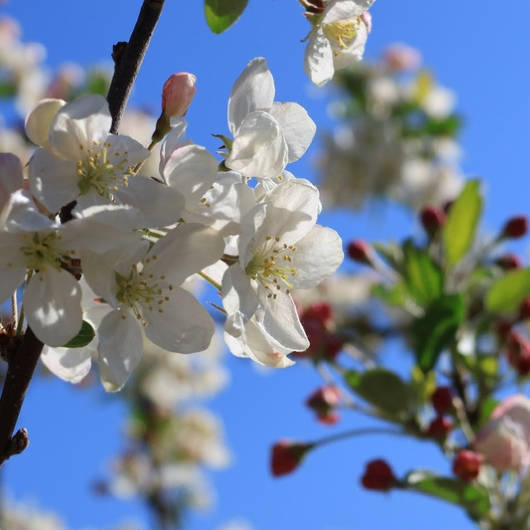 Malus 'Everste'
