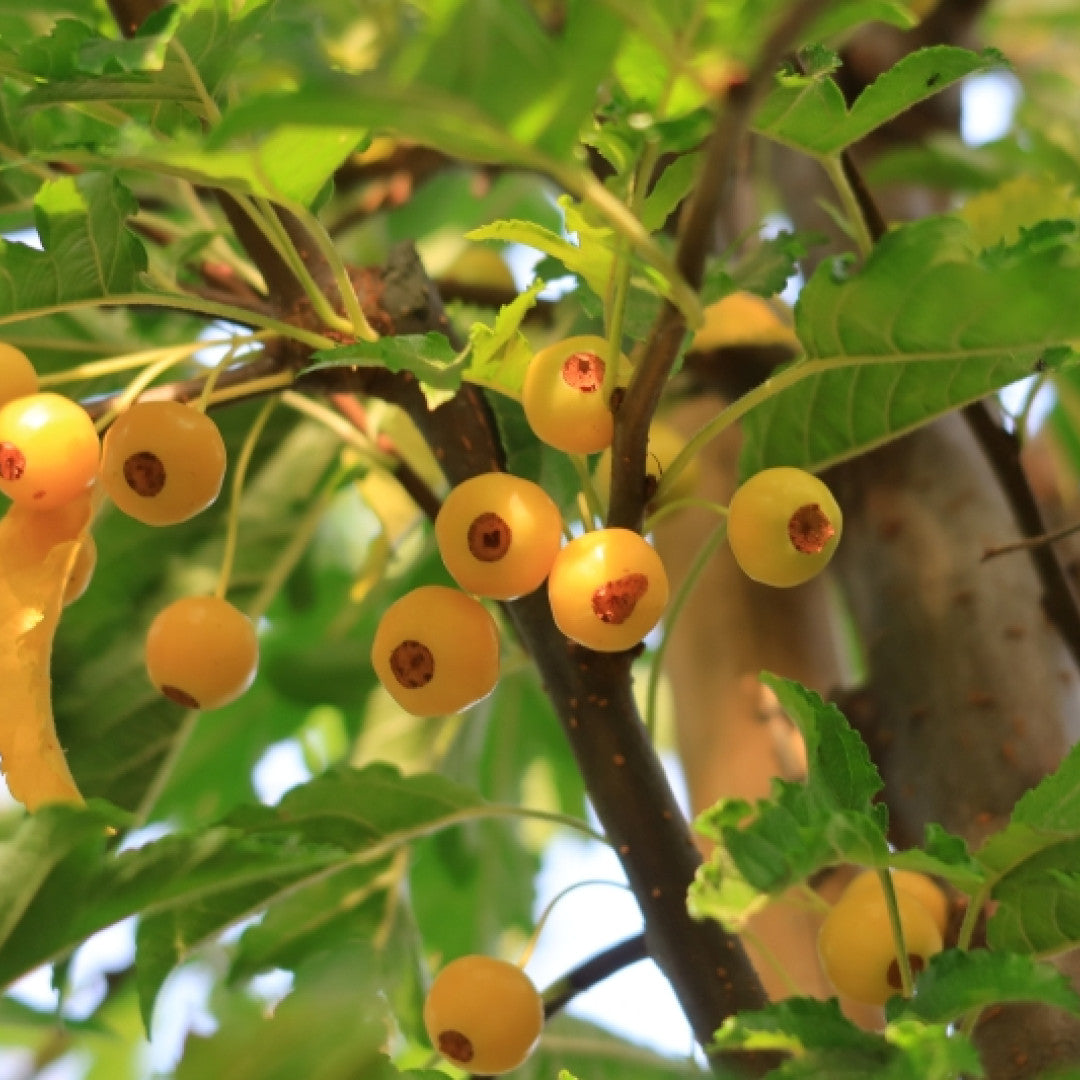 Malus toringo 'Brouwers Beauty'