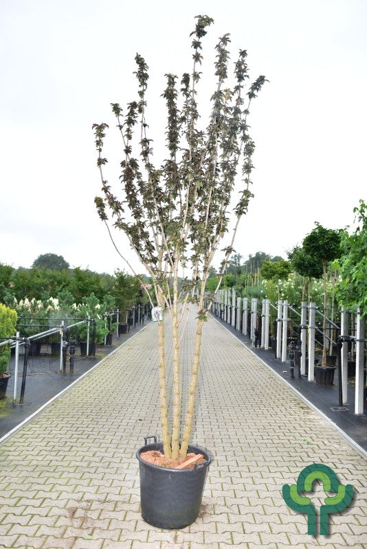 Sambucus nigra Black Tower